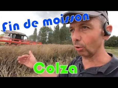 Moisson du colza 🌿 pour terminer cette saison 🚜