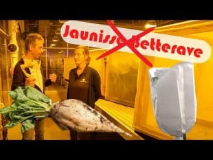 Comment luter 🤔 contre la jaunisse 💊 chez ses vanderhave.