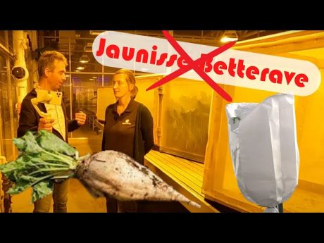 Comment luter 🤔 contre la jaunisse 💊 chez ses vanderhave.