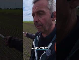 Le lin : remplaçant de la pomme de terre ? 🥔