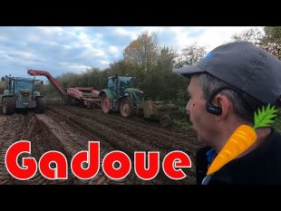 Arrachage 🚜 difficile des premières carottes ☔