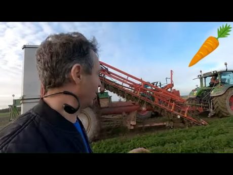 Récolte des carottes 🥕par les feuilles 🚜
