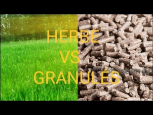 Herbe vs granulés : le match croissance et parasitisme
