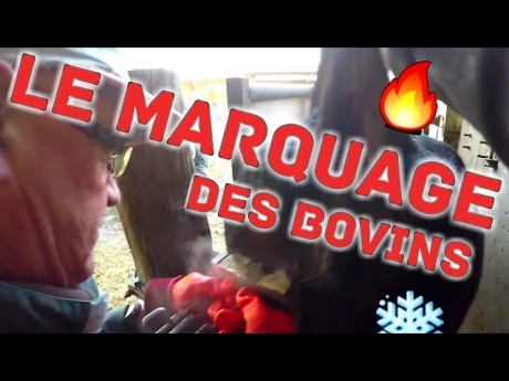 Le marquage des bovins !