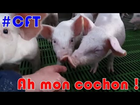 Ah mon cochon !!! ou la visite d’un élevage de porc en bretagne chez david.