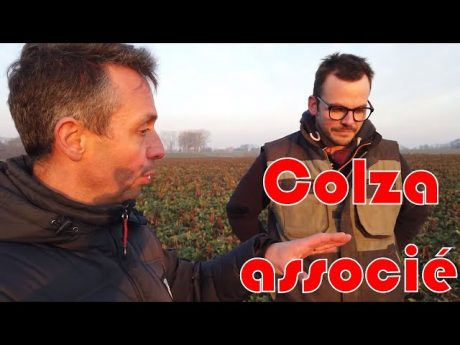Colza associé chez benoit de sol en caux