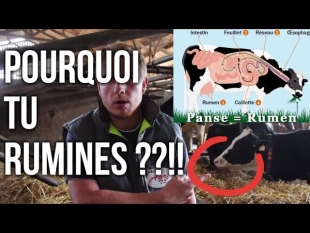 Pourquoi la vache rumine !!??