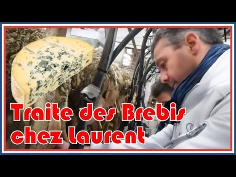 #cft 5 : on trait les brebis chez laurent pour du roquefort