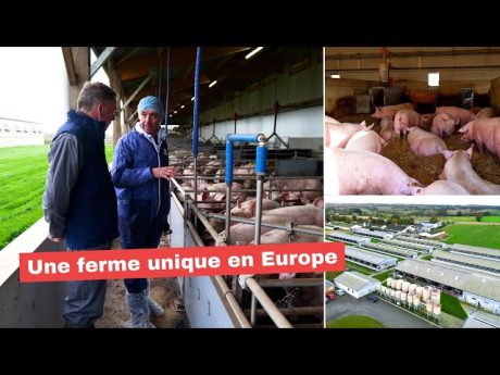 Les cochons sont de sortie ????