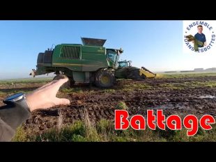 Battage du maïs bio en cuma 🚜