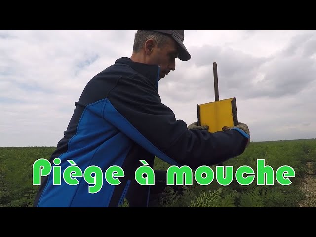 Piégeage des mouches à carottes