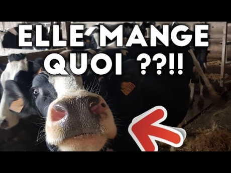 Une vache mange quoi en france !!?