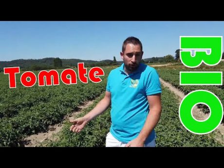Culture de la tomate bio chez gael blard agriculteur bio.