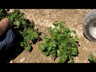 Demo herse etrille treefler dans des pommes de ter