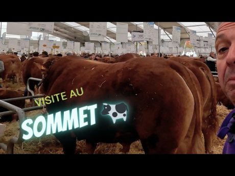 Quel sommet ! visite du salon 🐮