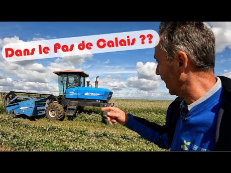 Je fauche le sarrasin bio à la maison