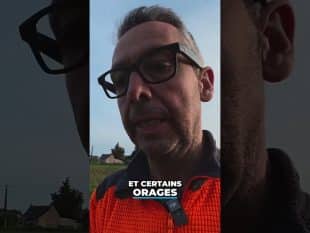 Des conditions pas évidentes pour les betteraves… 