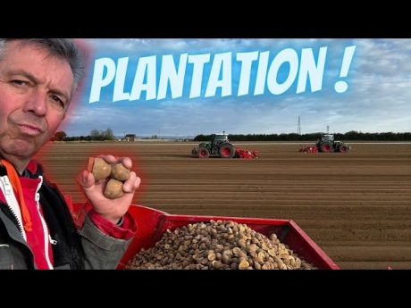 Plantation : enfin, c’est parti ! ????