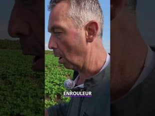 Goutte à goutte: l’irrigation idéale pour vos pommes de terre !
