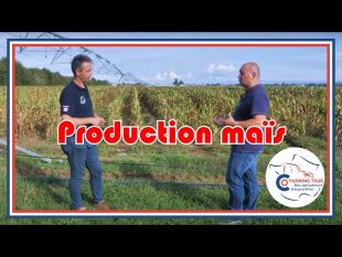Parlons peu parlons maïs. #cft j4