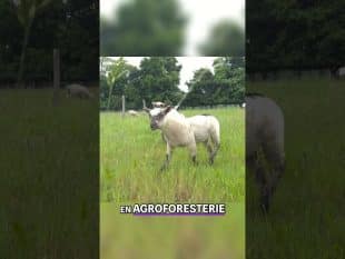 À la découverte de la ferme bio de titouan en sarthe !