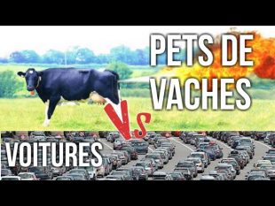 L’Élevage pollue plus que les transports ??!