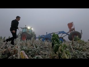 Destruction des couverts au rubin lemken avec le 724.