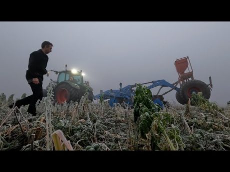 Destruction des couverts au rubin lemken avec le 724.