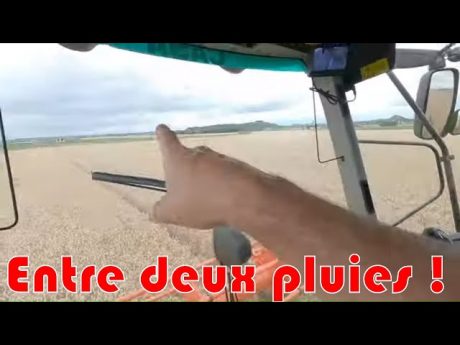 Moisson entre deux pluies