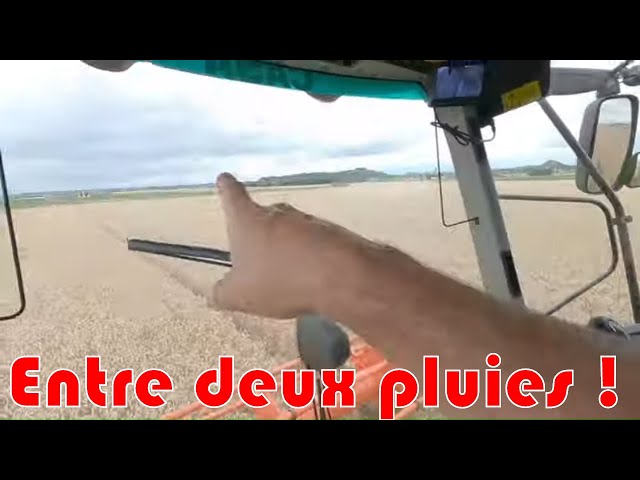 Moisson entre deux pluies