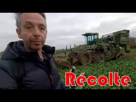 Récolte des endives chez rémi
