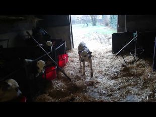 Quotidien à la ferme #1: retour après la séparation d’un veau de sa mère #1