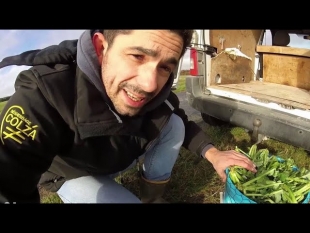 Des larves et asticots dans le colza – 2018