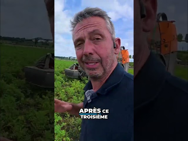 Une énorme attaque de mildiou ! 😱