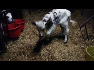 Quotidien à la ferme #2 : veaux malheureux ? chez les #eleveurs #français