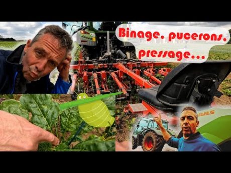 Binage, pucerons et reprise du pressage #vlog