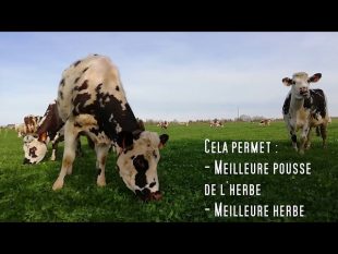 Exceptionnel ! les vaches en libertÉ au pre en fÉvrier !