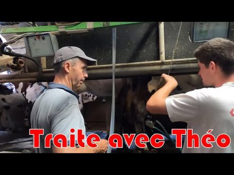 Traite des vaches avec théo futur éleveur