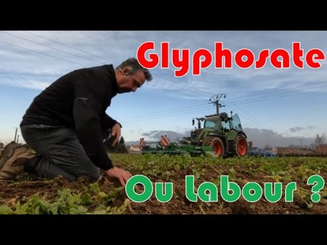 Préparation de terre pour betteraves sans labour, mais avec glyphosate.