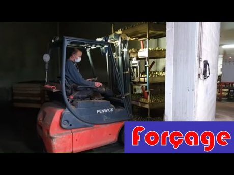 Forçage et conditions des endives (ou chicons)