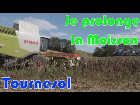 🌻moisson du tournesol dans le sud 🌻