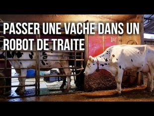 Trier des vaches dans un robot de traite