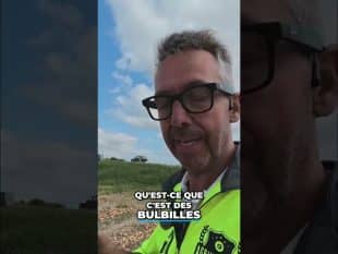 Récolte d’oignons à partir de bulbilles #shorts