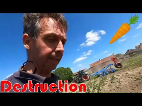 Destruction des carottes / semis rgi