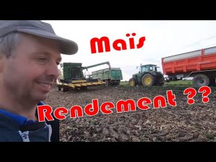 Battage du maïs sem’expert dry, et les rendements ?