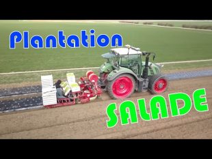 Plantation des salades bio