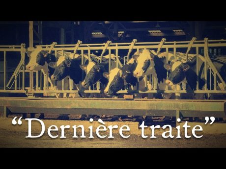 Que devient le troupeau après la “dernière traite” ? 😢