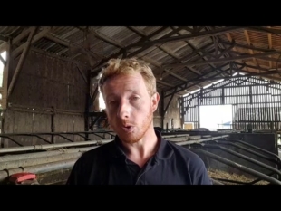 La détection des chaleurs chez une vache et l’insémination