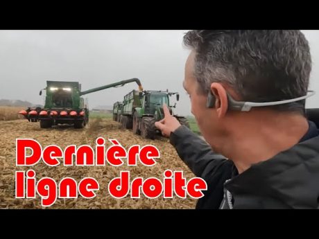 On récolte nos derniers grains de maïs 🌽
