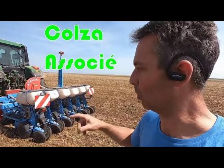 Semis de colza associé